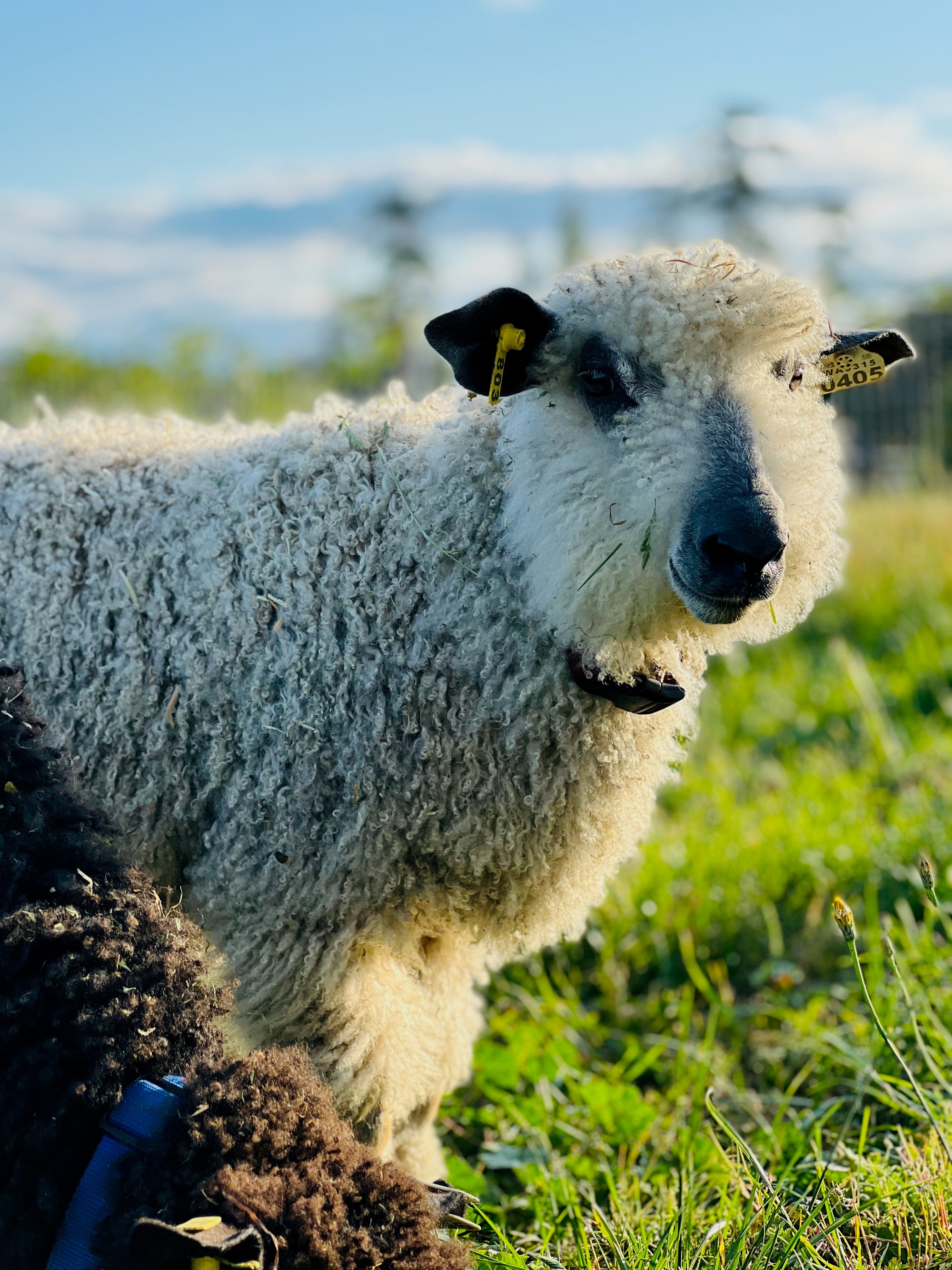 Finely Woven Throw with Twisted Fringe in Gray/White Twill With 4 Marine Blue Stripes