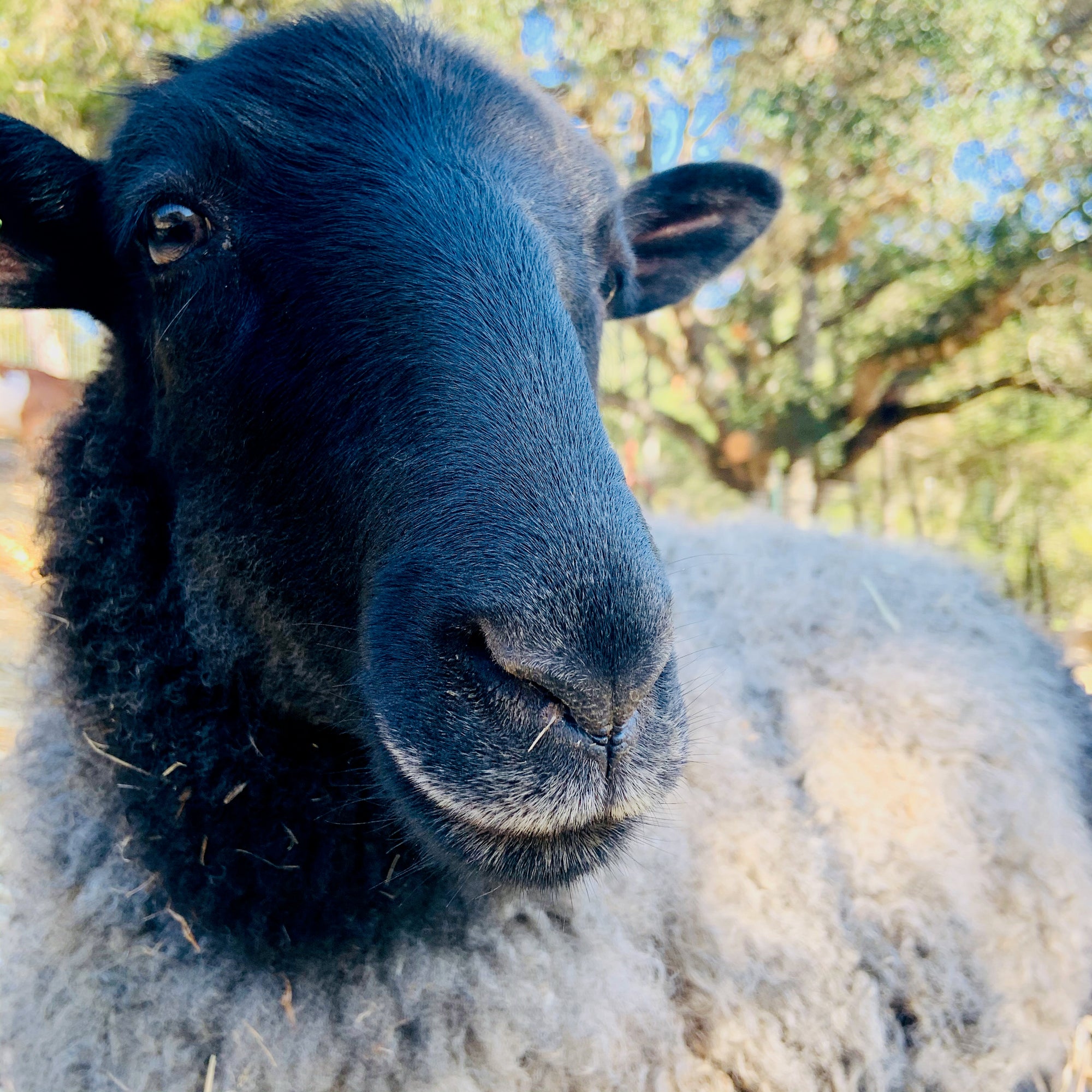 Finely Woven Throw with Twisted Fringe in Gray/White Herringbone