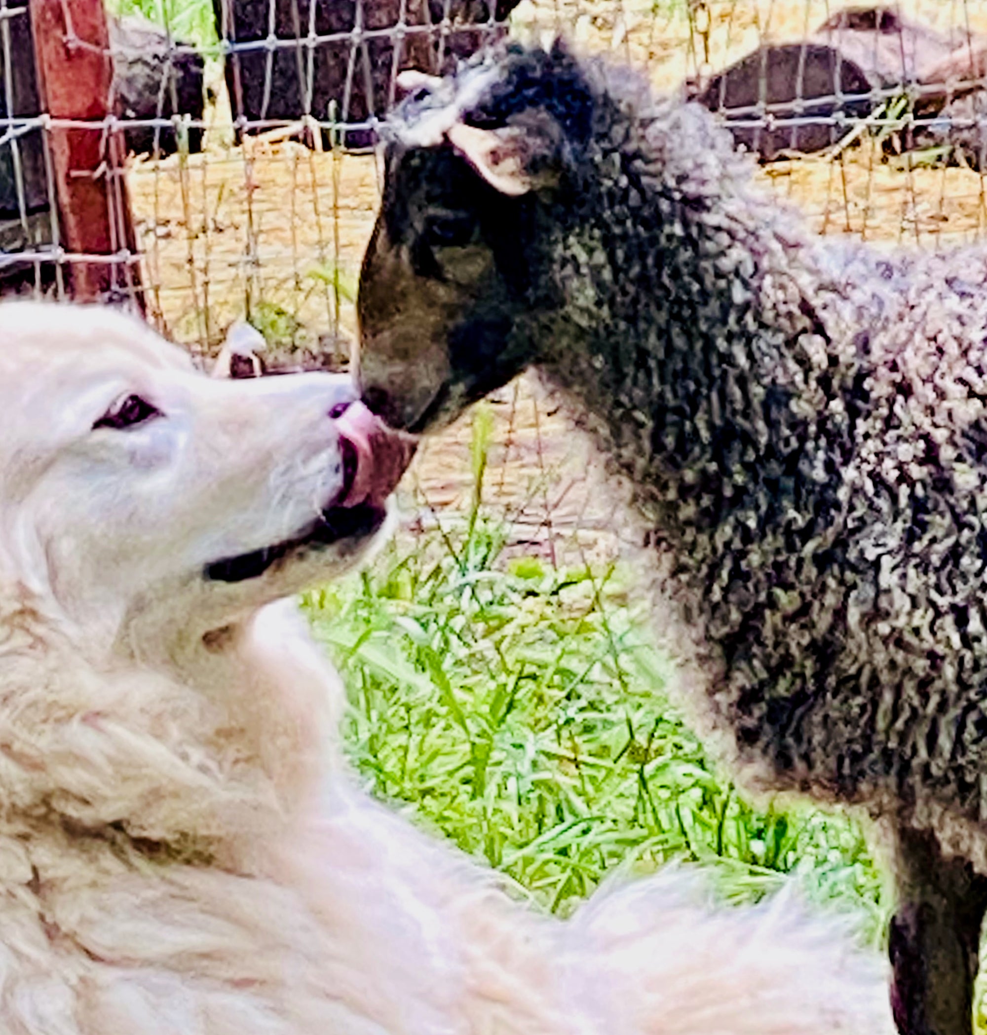 Finely Woven Throw With Twisted Fringe in Light Gray/Charcoal Gray Herringbone