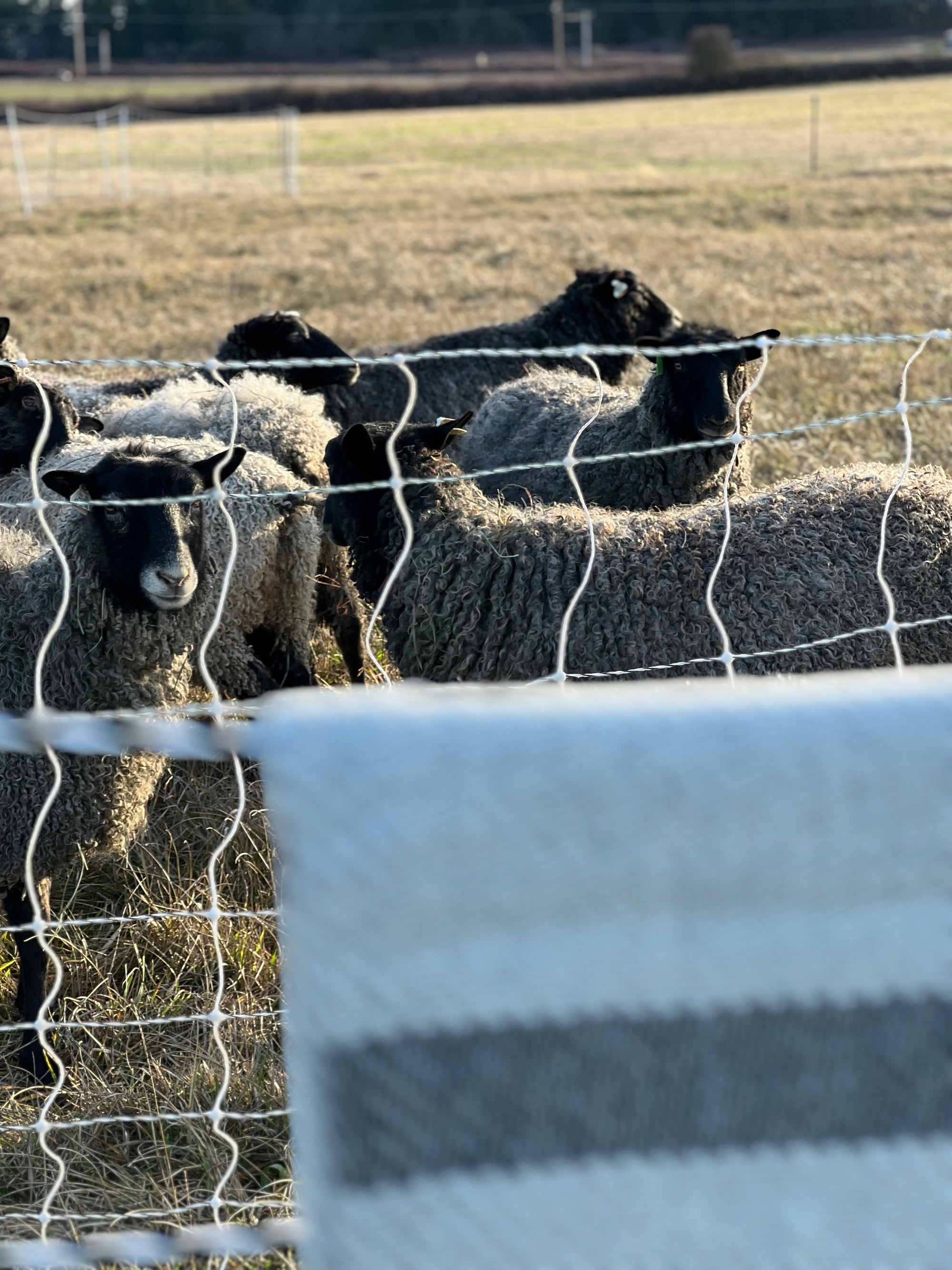 Chunky Blanket With Sewn Hem in White/Gray Twill with 6 2-Inch Black Stripes